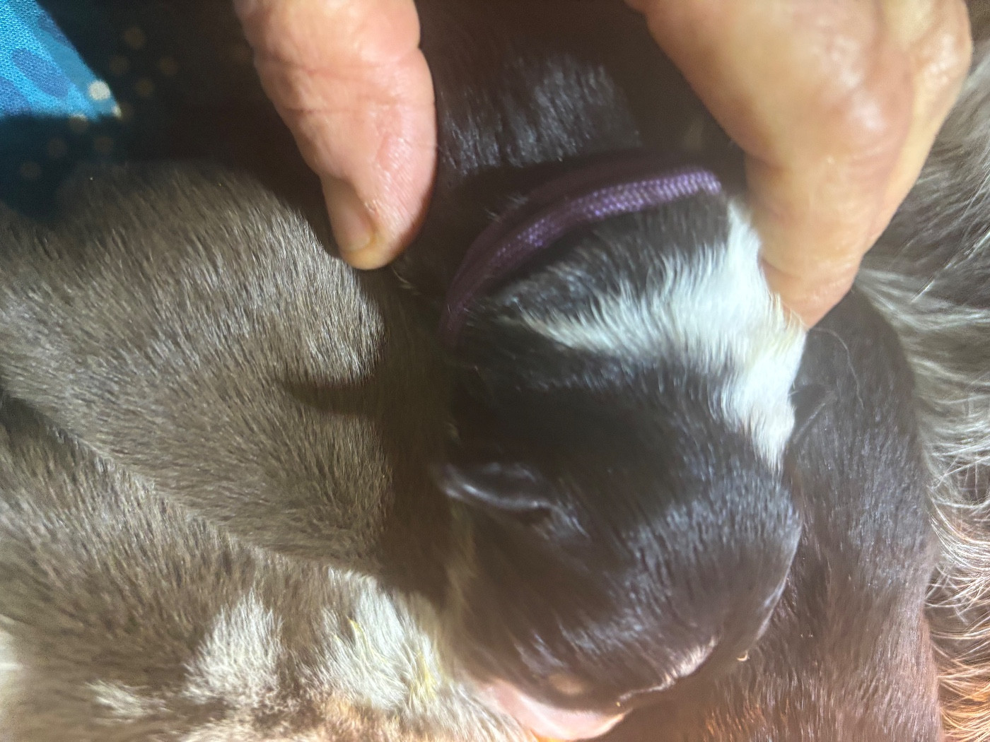 Bro Glazik Tropell - Chiots disponibles - Border Collie