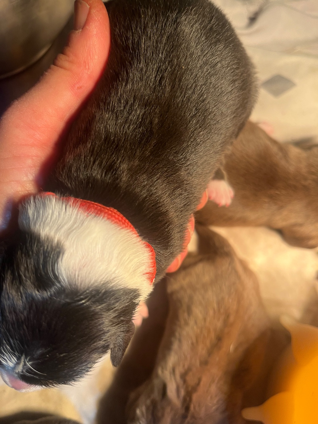 Bro Glazik Tropell - Chiots disponibles - Border Collie