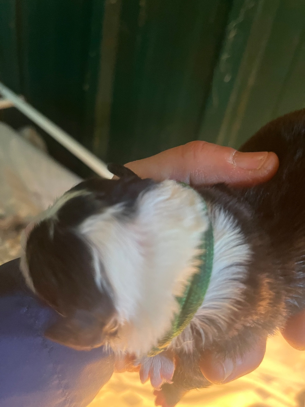 Bro Glazik Tropell - Chiots disponibles - Border Collie