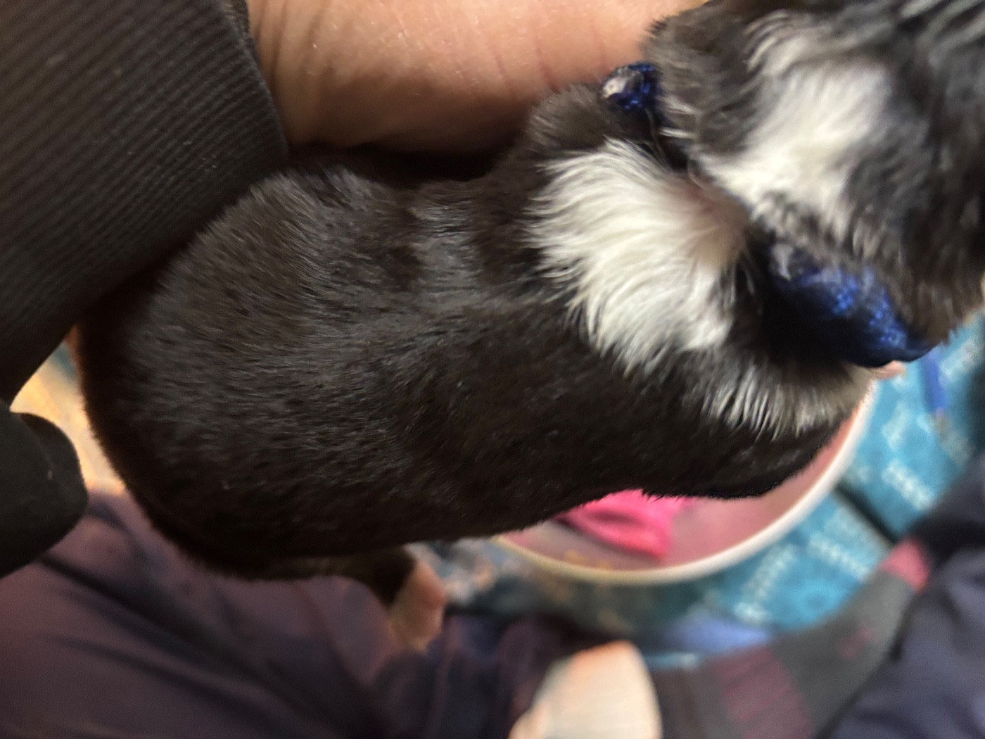 Bro Glazik Tropell - Chiots disponibles - Border Collie