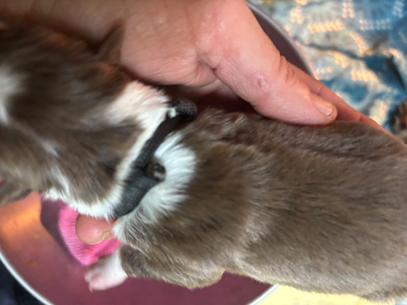 Bro Glazik Tropell - Chiots disponibles - Border Collie