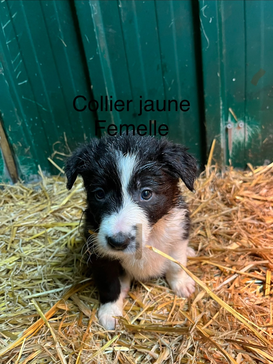 Bro Glazik Tropell - Chiots disponibles - Border Collie