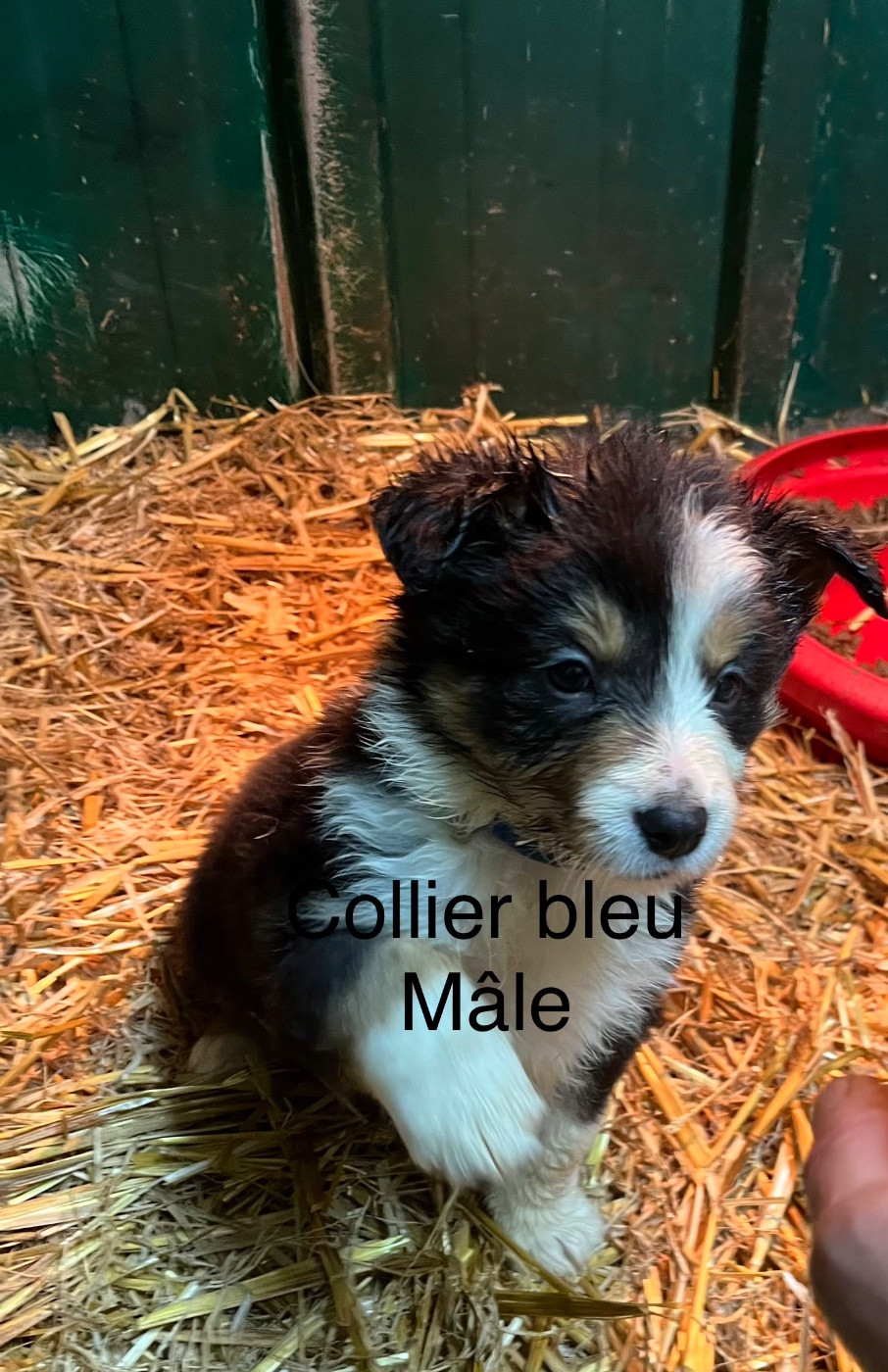 Bro Glazik Tropell - Chiots disponibles - Border Collie