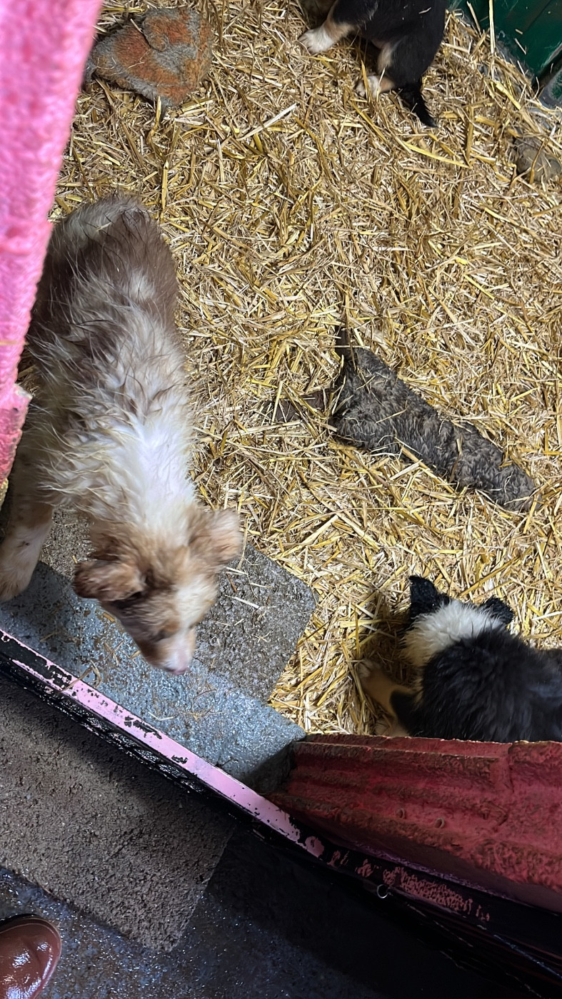 Bro Glazik Tropell - Chiots disponibles - Border Collie