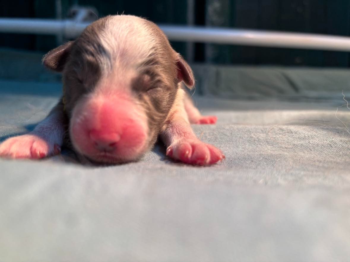 Bro Glazik Tropell - Chiots disponibles - Border Collie