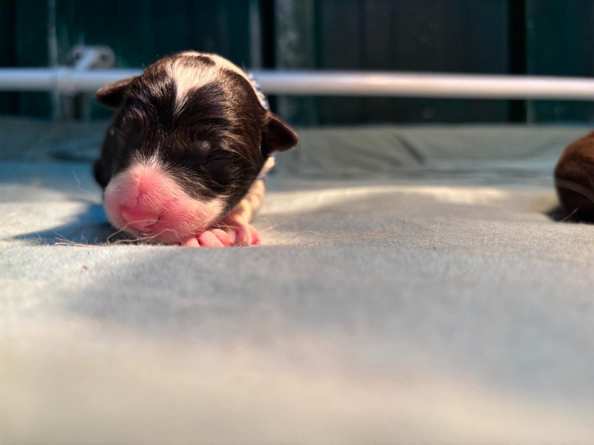 Bro Glazik Tropell - Chiots disponibles - Border Collie
