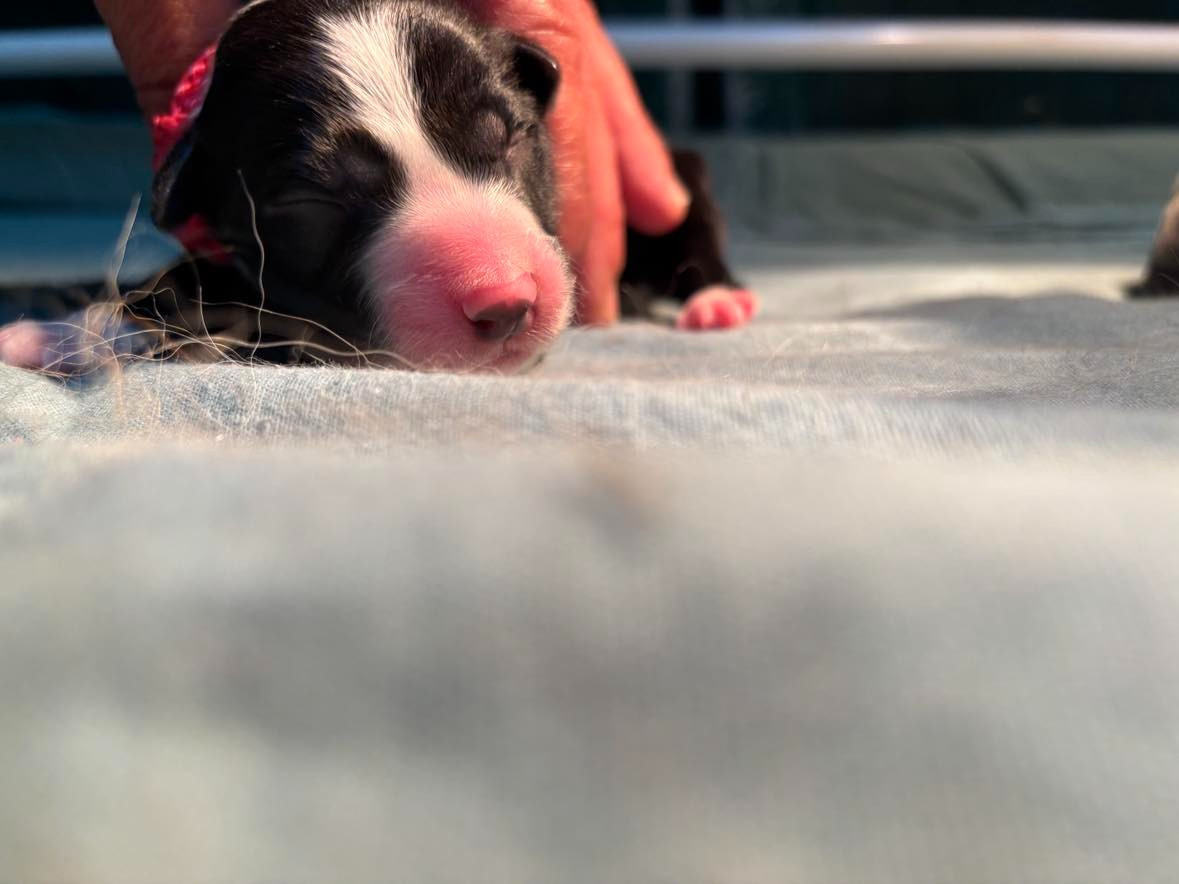 Bro Glazik Tropell - Chiots disponibles - Border Collie