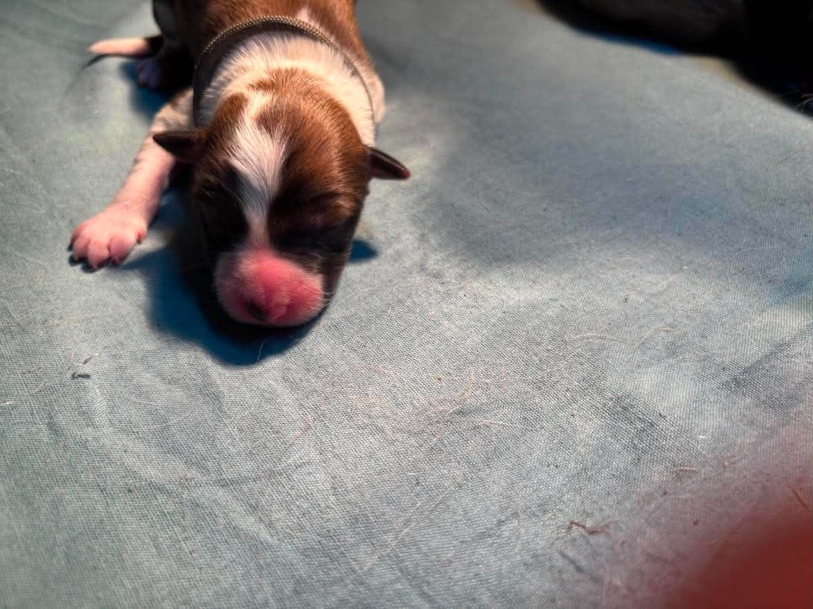 Bro Glazik Tropell - Chiots disponibles - Border Collie
