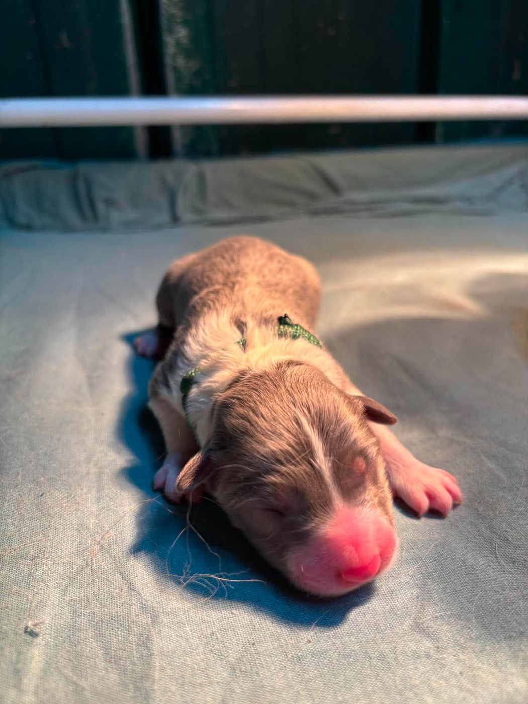 Bro Glazik Tropell - Chiots disponibles - Border Collie