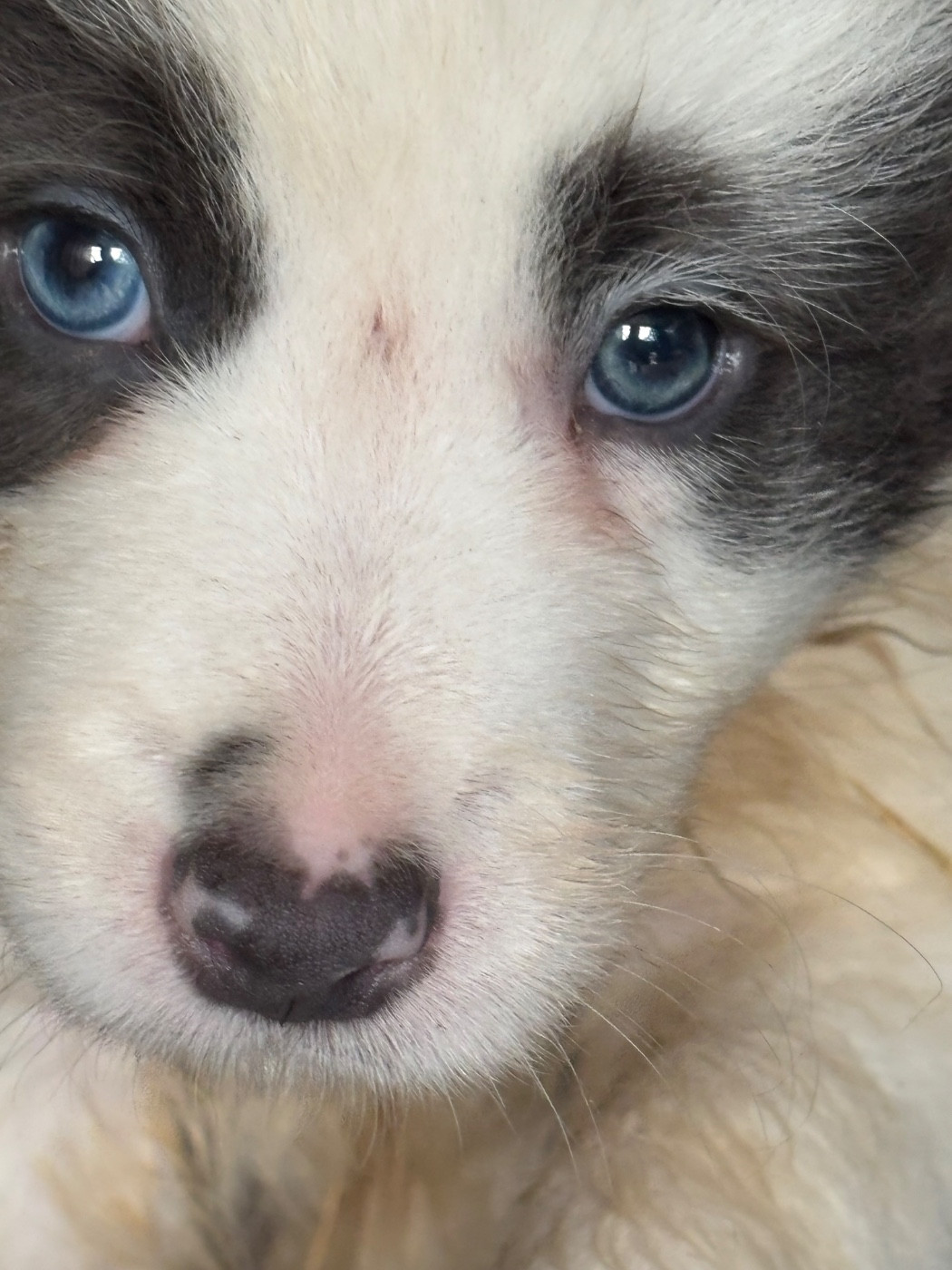 Bro Glazik Tropell - Chiots disponibles - Border Collie