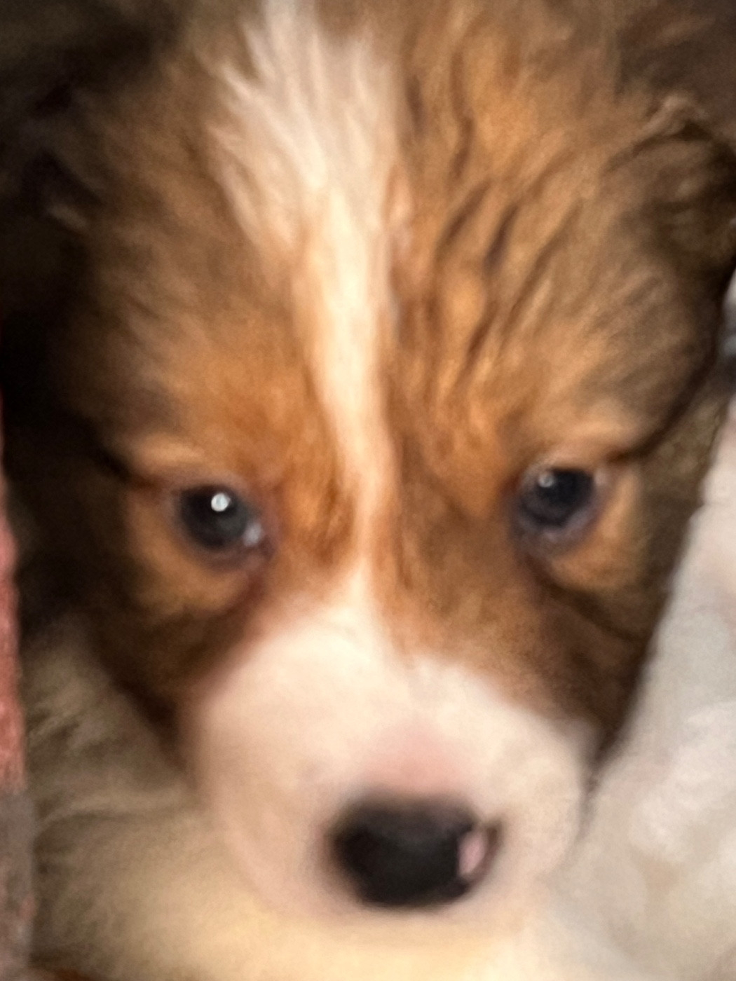 Bro Glazik Tropell - Chiots disponibles - Border Collie