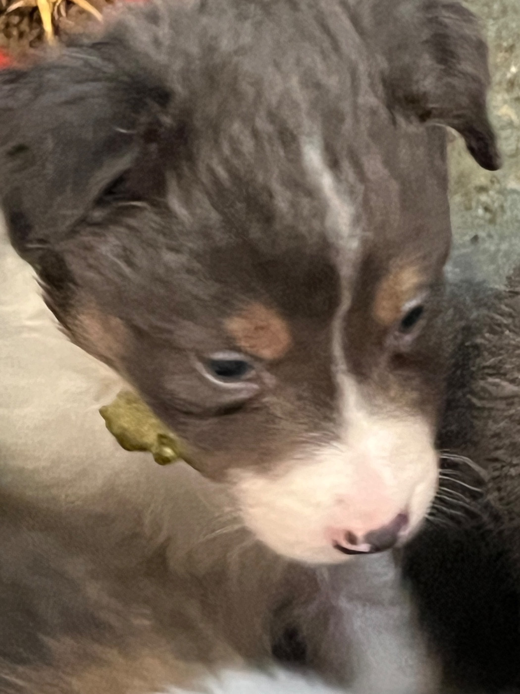 Bro Glazik Tropell - Chiots disponibles - Border Collie