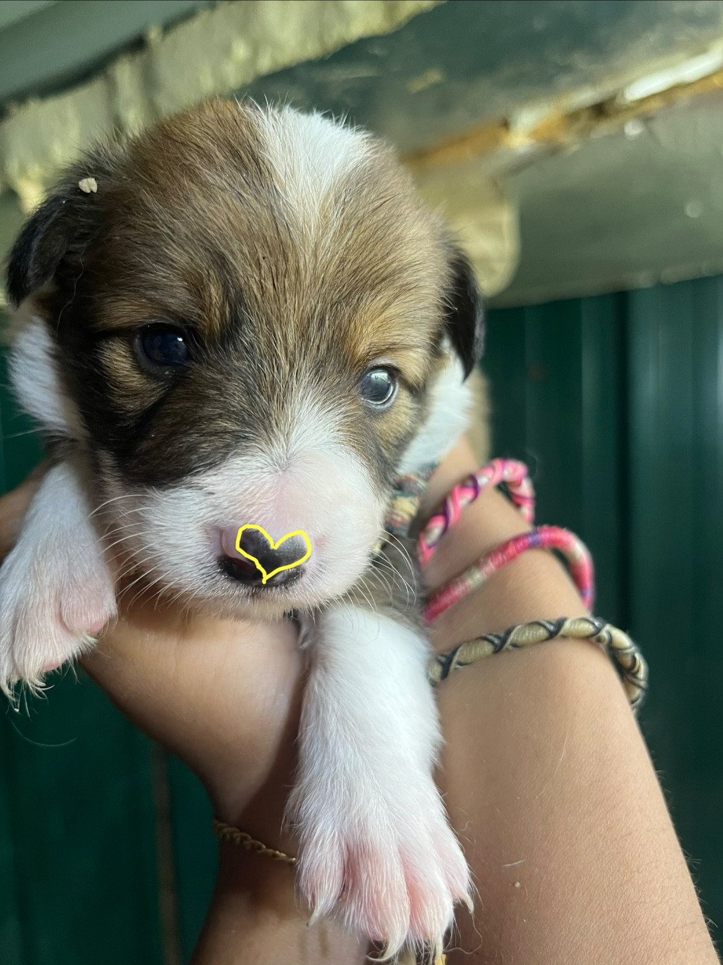 Bro Glazik Tropell - Chiots disponibles - Border Collie