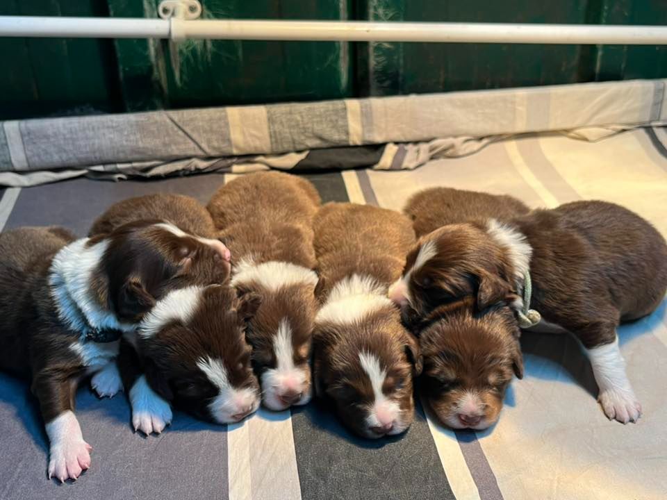 Chiot Border Collie Bro Glazik Tropell