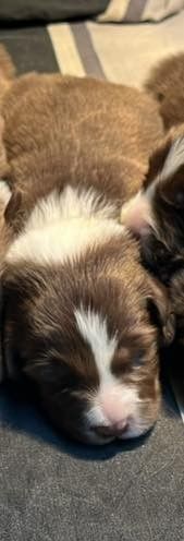 Bro Glazik Tropell - Chiots disponibles - Border Collie