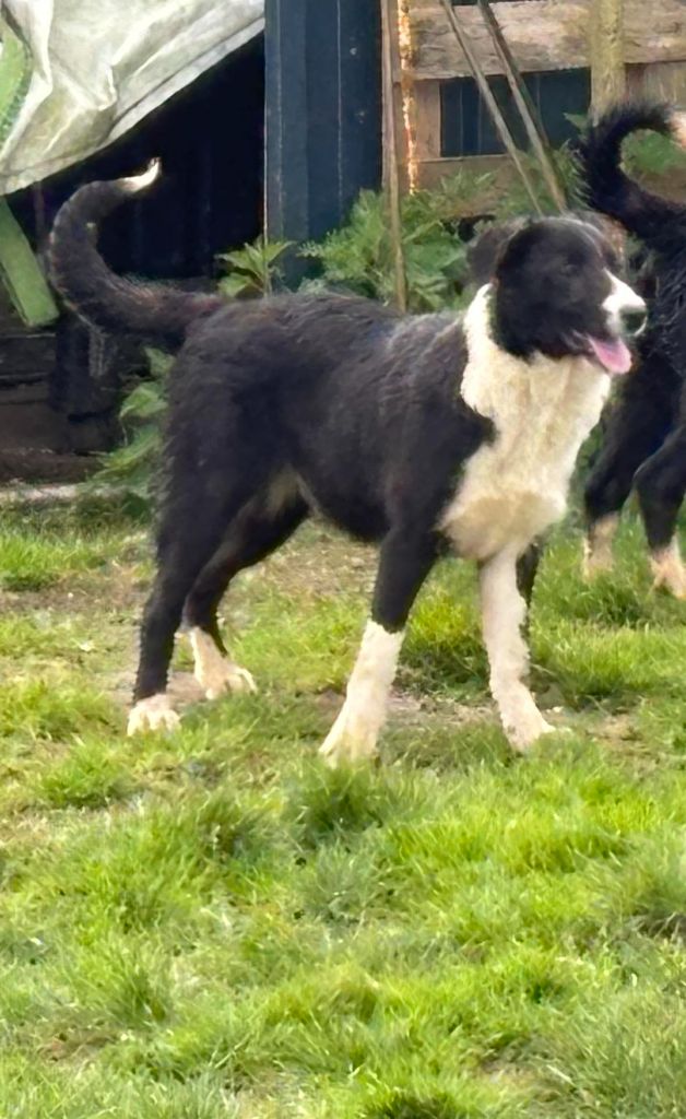 Bro Glazik Tropell - Border Collie - Portée née le 29/10/2023